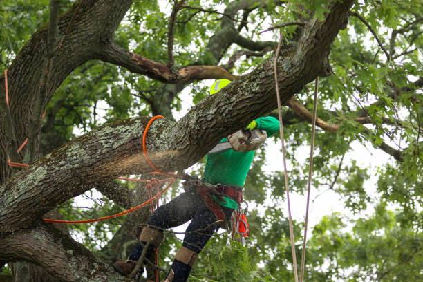 Reliable Plattsburg, MO Tree Care Solutions