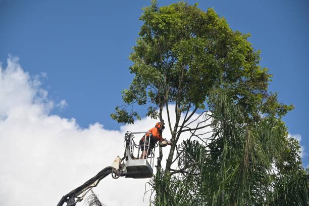 How Our Tree Care Process Works  in  Plattsburg, MO
